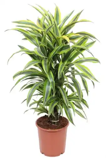 123Planten Dracaena lemon lime aanbieding