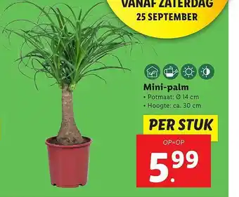 Lidl Mini-Palm aanbieding