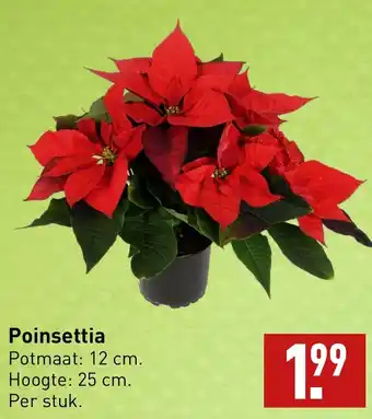 ALDI Poinsettia aanbieding