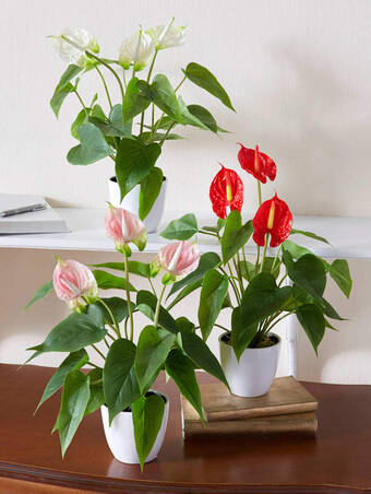 Klingel Anthurium gasper wit aanbieding