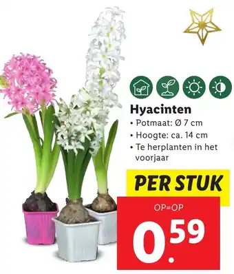 Lidl Hyacinten aanbieding