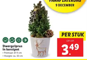 Lidl Dwergciprus in kerstpot aanbieding