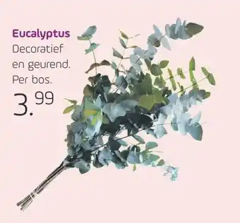 Coppelmans Eucalyptus aanbieding