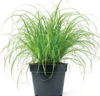 Discus Cyperus Alternifolius Zumula (kattengras) Kamerplantje! aanbieding