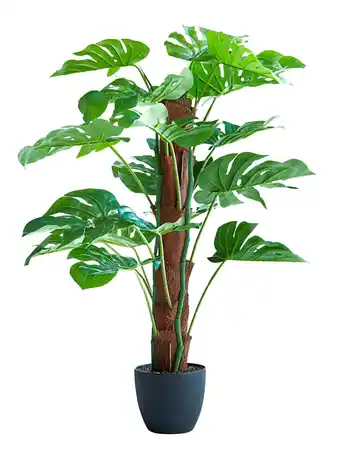 Klingel Philodendron groen aanbieding