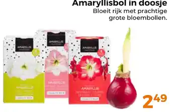 Trekpleister Amaryllisbol in doosje aanbieding