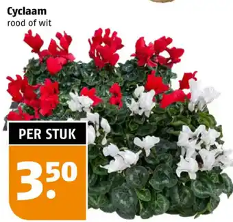 Poiesz Cyclaam rood of wit aanbieding