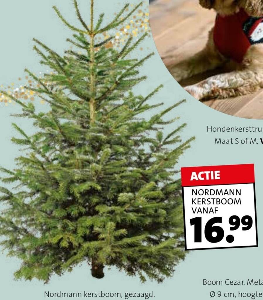 NORDMANN KERSTBOOM aanbieding bij Intratuin