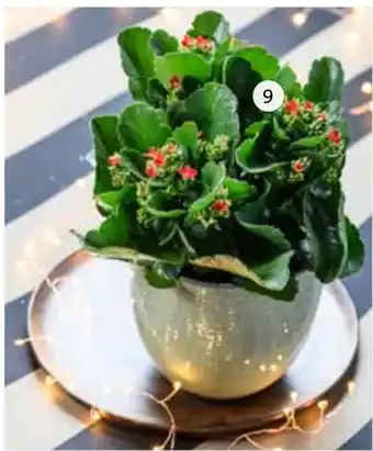 Intratuin 9. Kalanchoë. Hoogte 20 cm potmaat 15 cm. aanbieding