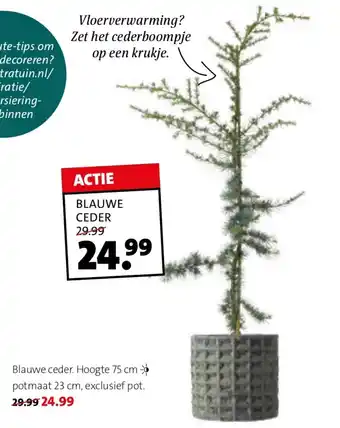 Intratuin Blauwe ceder. aanbieding