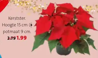 Intratuin Kerstster. Hoogte 15 cm - potmaat 9 cm. aanbieding