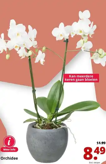 GroenRijk Orchidee aanbieding