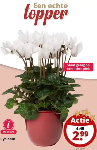 GroenRijk Cyclaam aanbieding