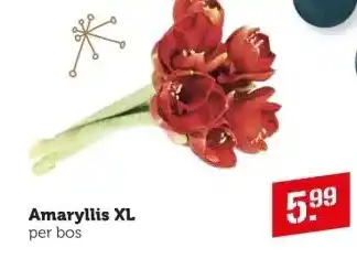 Coop Amaryllis xl per bos aanbieding