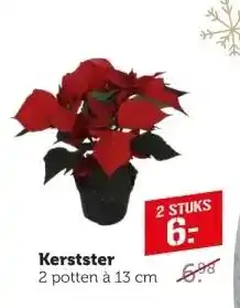 Coop Kerstster 2 potten à 13 cm aanbieding