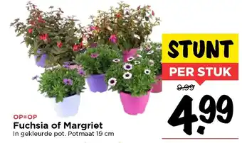 Vomar Voordeelmarkt Fuchsia of margriet aanbieding