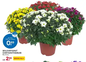 Praxis Bolchrysant Chresanthemum aanbieding