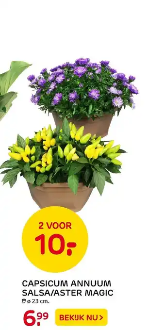 Praxis Capsicum Annuum Salsa/Aster Magic aanbieding