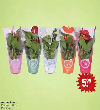 ALDI Anthurium Potmaat: 12 cm. aanbieding