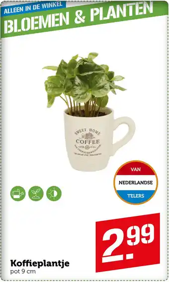 Coop Koffieplantje aanbieding