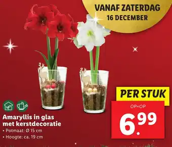 Lidl Amaryllis in glas met kerstdecoratie aanbieding