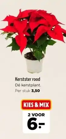 Jumbo Kerstster rood dé kerstplant. aanbieding