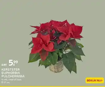 Praxis Kerstster euphorbia pulcherrima aanbieding