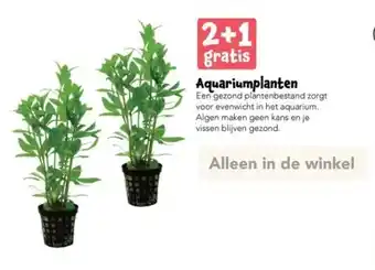 Discus Aquariumplanten aanbieding