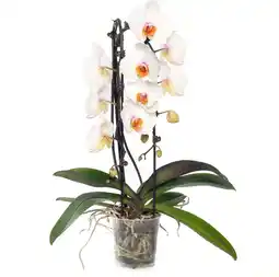 Intratuin Vlinderorchidee cascade vorm (phalaenopsis) wit d 12 h 55 cm aanbieding