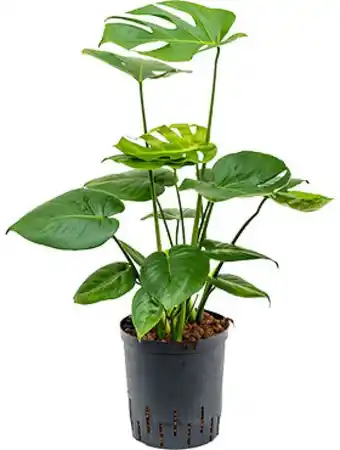 123Planten Philodendron monstera aanbieding