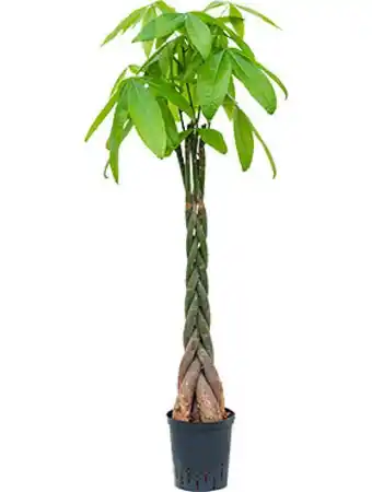 123Planten Pachira aquatica aanbieding