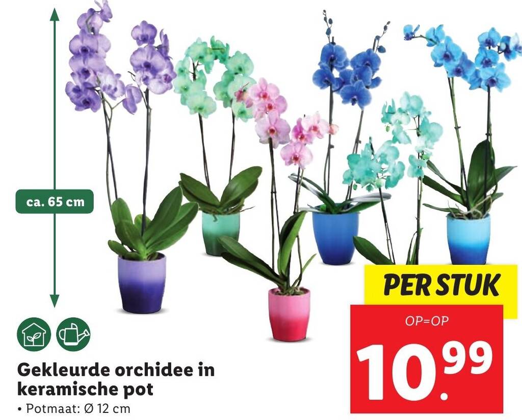 Gekleurde orchidee in keramische pot aanbieding bij Lidl