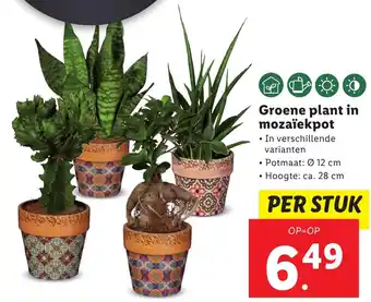 Lidl Groene plant in mozaïekpot aanbieding