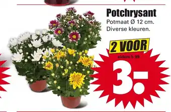 Dirk Potchrysant 12cm aanbieding