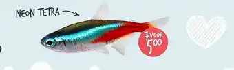 Discus Neon Tetra aanbieding