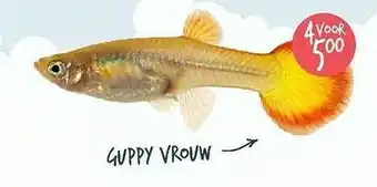 Discus Guppy Vrouw aanbieding