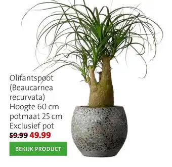 Intratuin Olifantspoot (Beaucarnea Recurvata) aanbieding