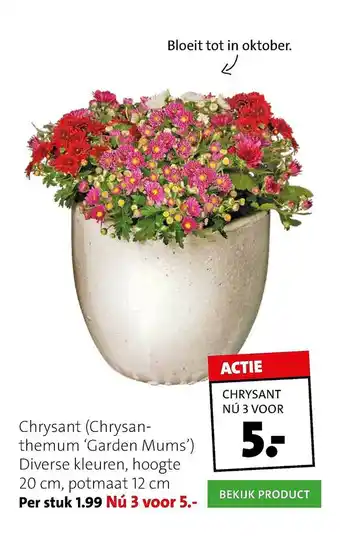 Intratuin Chrysant (Chrysanthemum 'Garden Mums') aanbieding