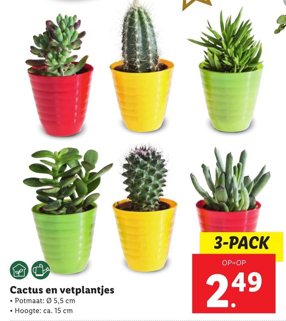 Cactus en vetplantjes aanbieding bij Lidl