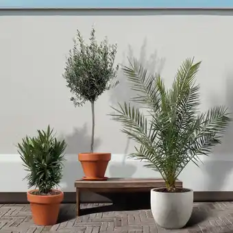 Plantje.nl Mediterraans xl trio aanbieding