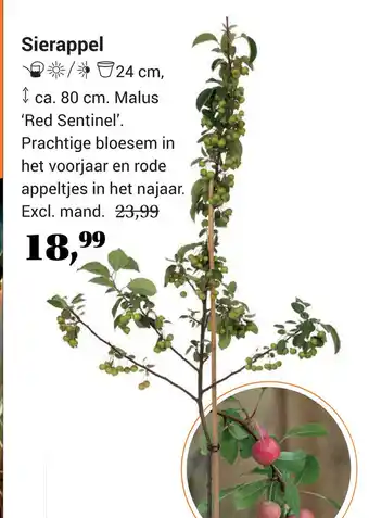 Tuincentrum Osdorp Sierappel aanbieding