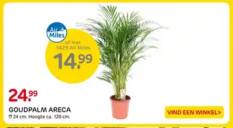 Praxis GOUDPALM ARECA 24 cm. Hoogte ca. 120 cm. aanbieding