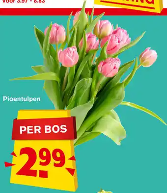 Hoogvliet Pioentulpen aanbieding