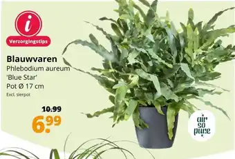 GroenRijk Blauwvaren phlebodium aureum aanbieding