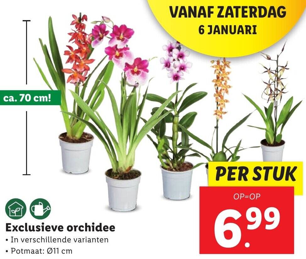 Exclusieve orchidee aanbieding bij Lidl