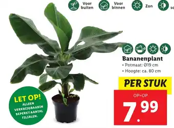 Lidl Bananenplant aanbieding