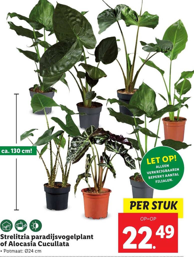 zimmerpflanze hochstamm Schefflera Arboricola Compacta Hochstamm ø35 180cm – Gärtnerei Hupp Online  Shop main image 1