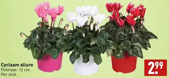 ALDI Cyclaam allure aanbieding
