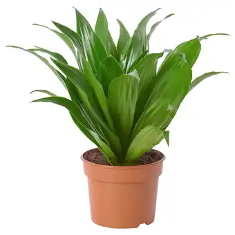 IKEA Dracaena fragrans 'compacta' potplant, draecana compacta, 9 cm aanbieding