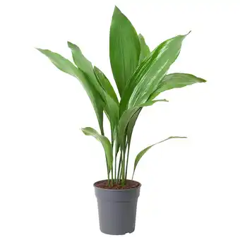 IKEA Aspidistra elatior potplant, kwartjesplant, 17 cm aanbieding